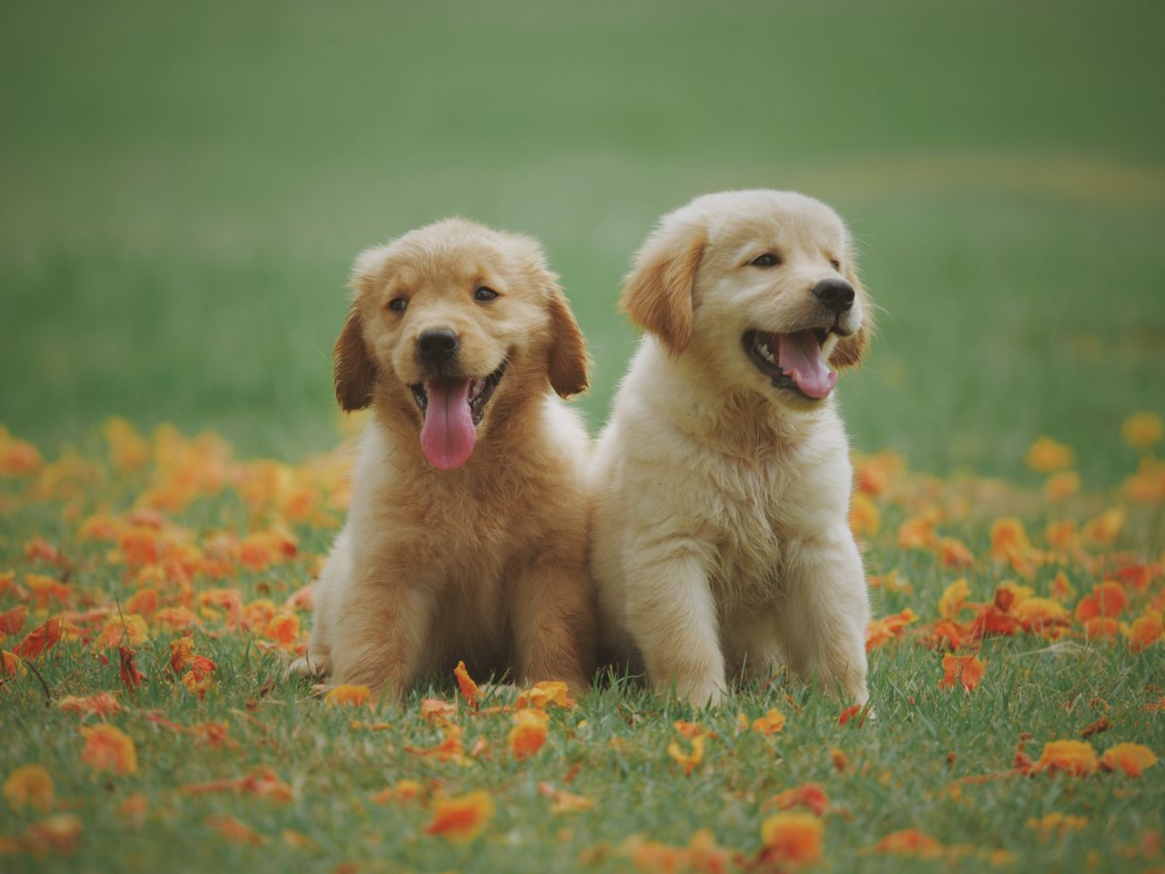Moving to the Costa del Sol with Pets Complete Relocation Guide